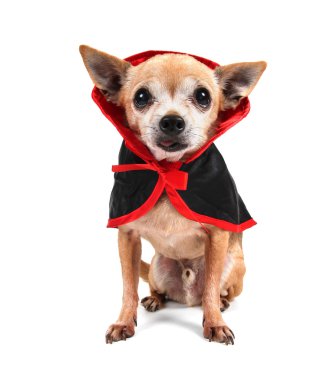 Drakula'nın kostüm Chihuahua