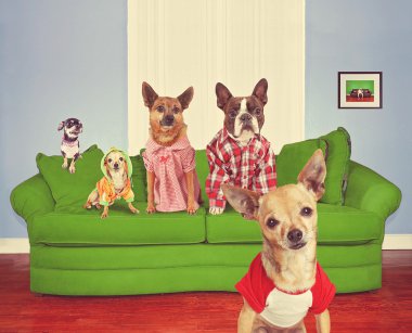 Köpekler bir kanepede oturan demet