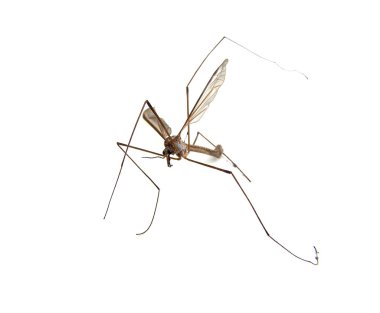 Tipula maxima