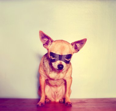 Chihuahua maskesi