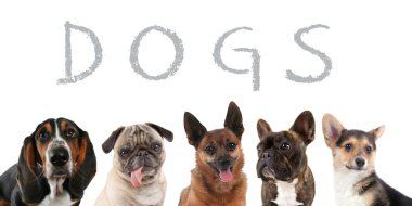 Köpekler Grubu