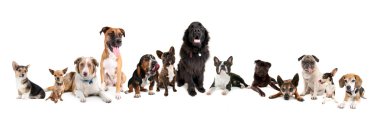 Köpeklerin büyük bir grup