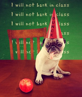 Pug wearing a dunce hat clipart