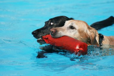 Two labs with pool toy clipart
