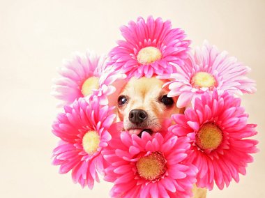Chihuahua kafasına çiçekli