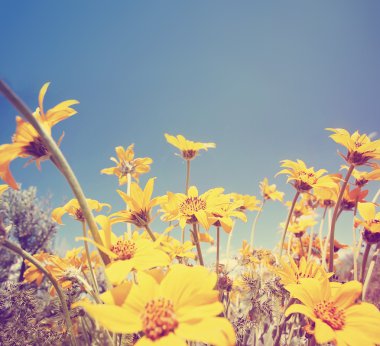 güzel balsamroot çiçek grup