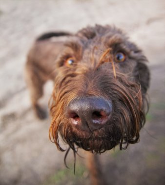 Drahthaar köpek