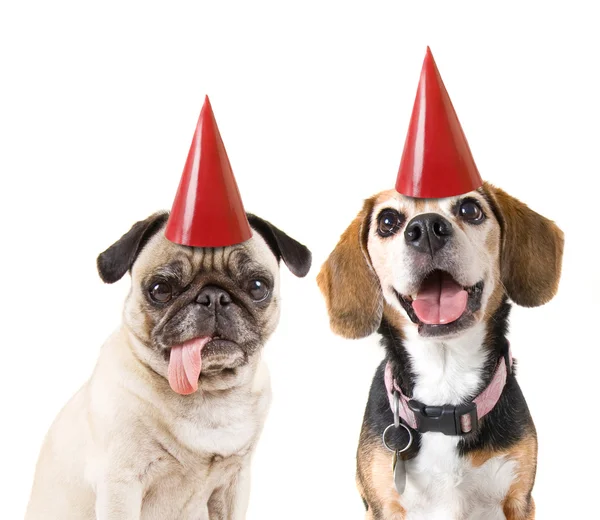 Beagles in birthday hats — Stock Photo, Image