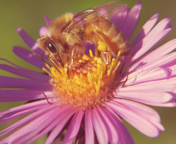 Пчелиный опыляющий цветок — стоковое фото
