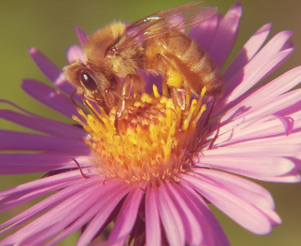 Ape impollinazione fiore — Foto Stock