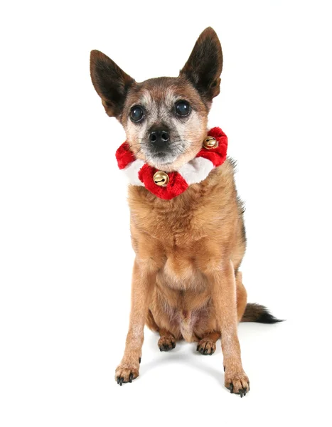 Chihuahua vestita per Natale — Foto Stock