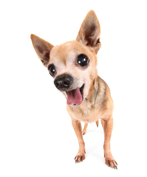 Niedlicher Chihuahua bellt — Stockfoto