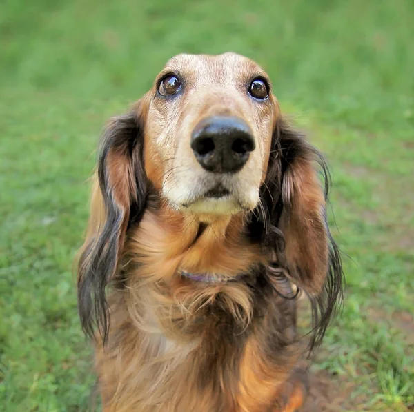 地元の公共の公園で犬 — ストック写真