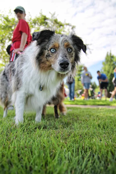 Hund på park — Stockfoto