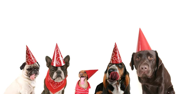 Cães com chapéus de festa — Fotografia de Stock