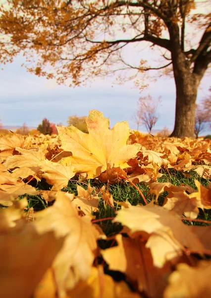 地上的叶子 — 图库照片