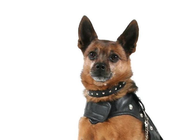 Dog in leather vest — Stock Photo, Image