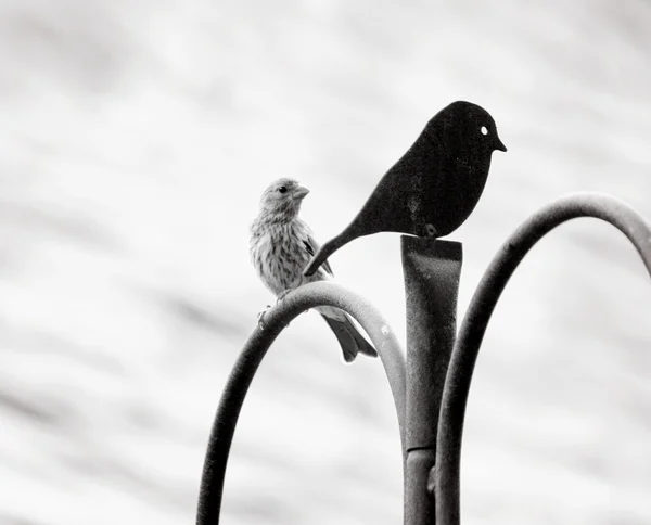 Bird looking at metal decoration — Stock Photo, Image