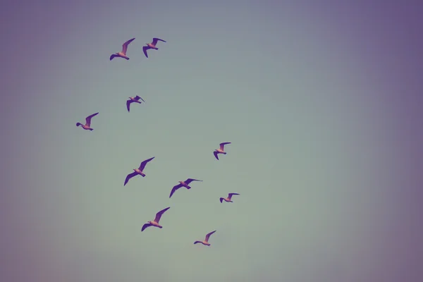 Gaviotas volando — Foto de Stock