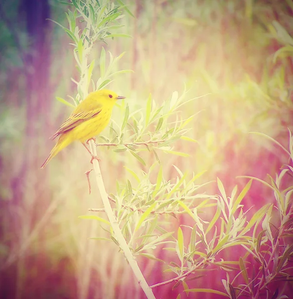 Goldfinch amarelo no ramo — Fotografia de Stock