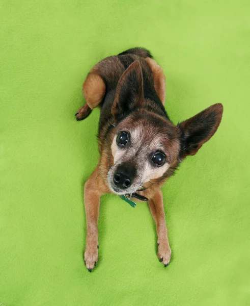 Chihuahua on green blanket — Stock Photo, Image