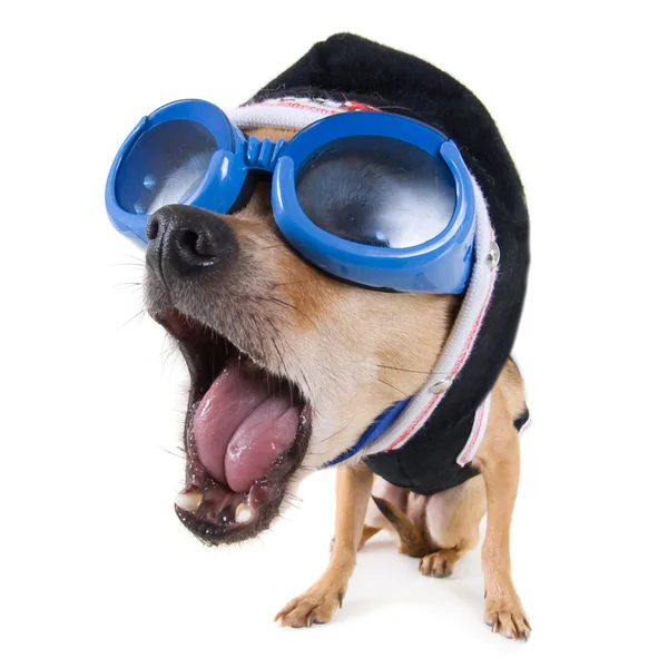 Chihuahua mit Brille und Jacke — Stockfoto