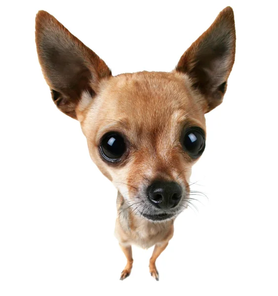 Niedlicher Chihuahua — Stockfoto