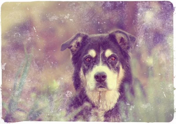 カメラ目線のシニア犬 — ストック写真