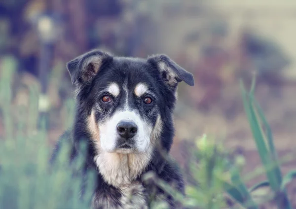 Senior dog looking at camera