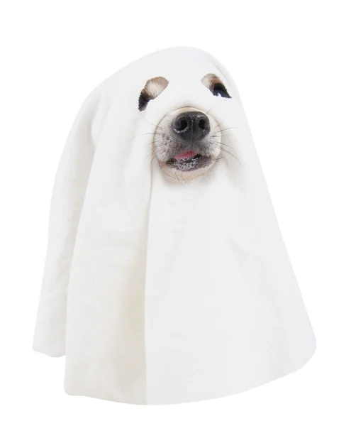 Hund utklädd till spooky ghost — Stockfoto