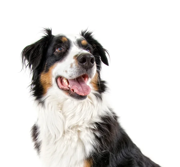 Pies rasy border collie — Zdjęcie stockowe