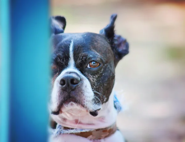 Ładny boston terrier w parku — Zdjęcie stockowe
