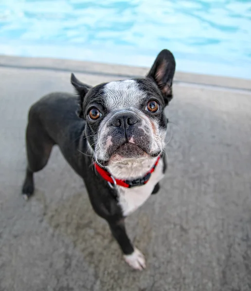 Boston terrier at swimming pool — Stock Photo, Image