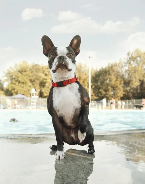 Boston terrier at swimming pool — Stock Photo, Image