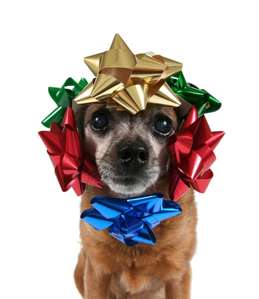 Chihuahua with bows around head — Stock Photo, Image