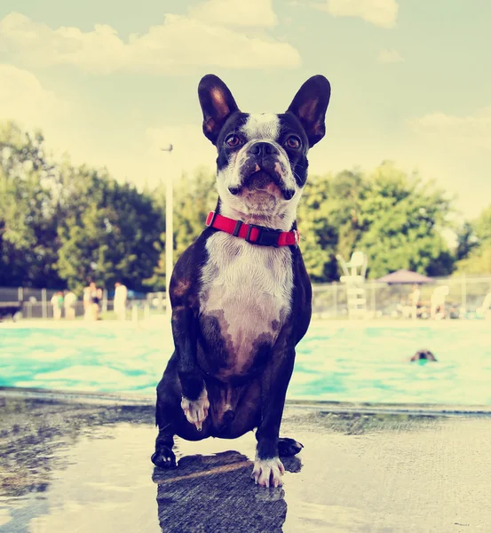 Boston terrier at swimming pool — Stock Photo, Image