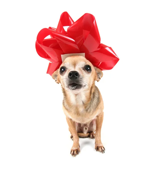 Chihuahua verkleed voor Kerstmis — Stockfoto