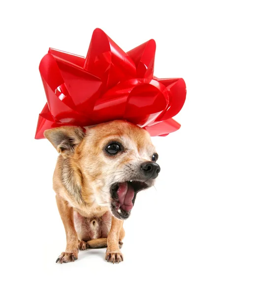 Chihuahua dressed up for christmas — Stock Photo, Image