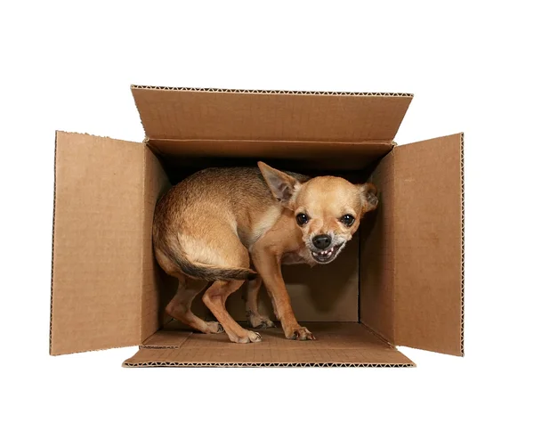 Tiny chihuahua in box — Stock Photo, Image