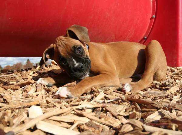 Boxer valp på park — Stockfoto