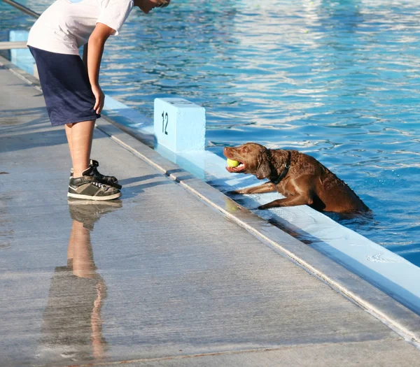 Pies w lokalnym basenie — Zdjęcie stockowe