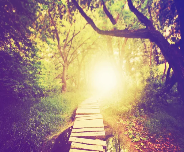 Ponte mágica na floresta exuberante verde — Fotografia de Stock