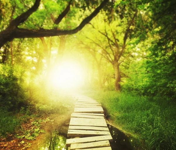 緑豊かな森林での橋します。 — ストック写真