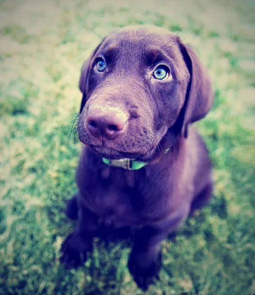 Шоколадный щенок в траве — стоковое фото