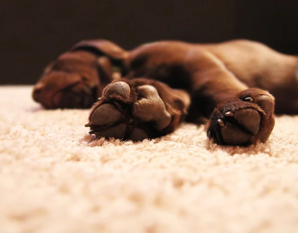 Chocolate laboratorio cachorro durmiendo — Foto de Stock