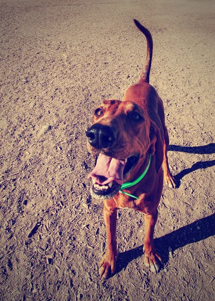 Netter Hund im örtlichen Hundepark — Stockfoto