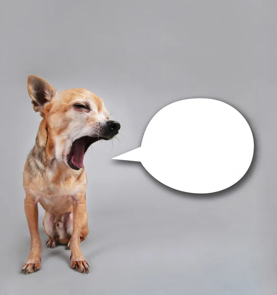 Chihuahua beszél — Stock Fotó