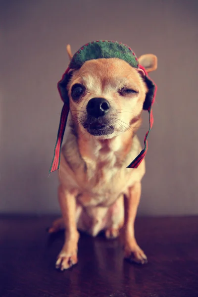 Chihuahua knipogend — Stockfoto