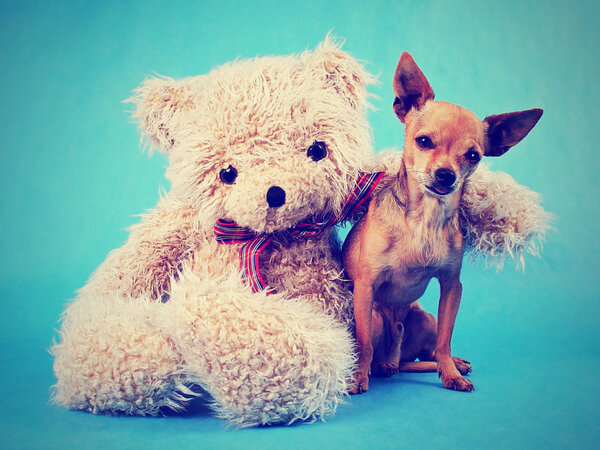 Teddy bear with arm around chihuahua