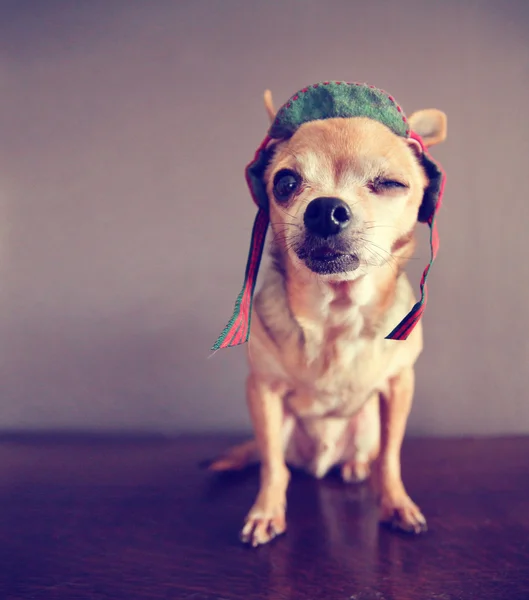 Chihuahua winking — Stock Photo, Image